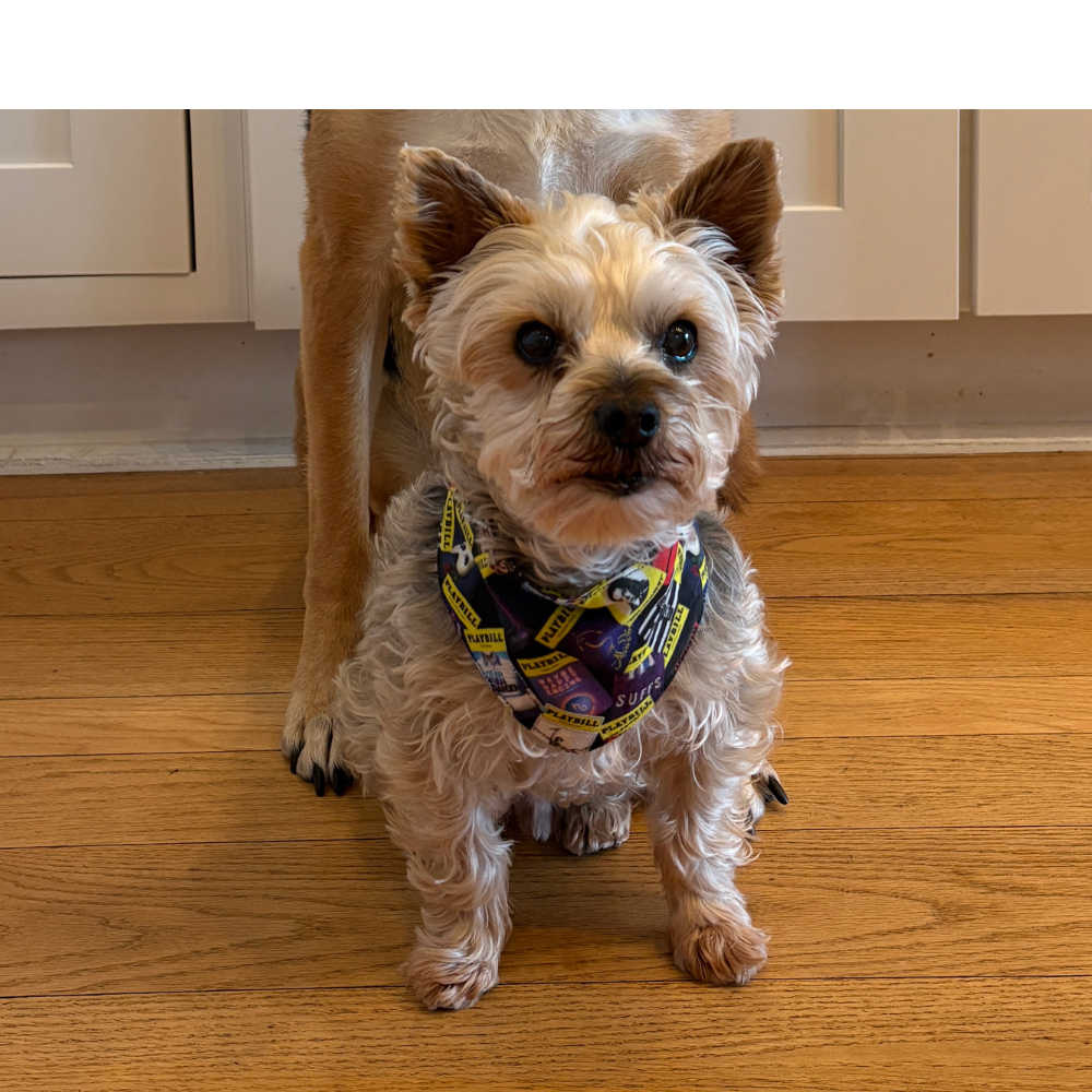 Playbill Pet Bandana