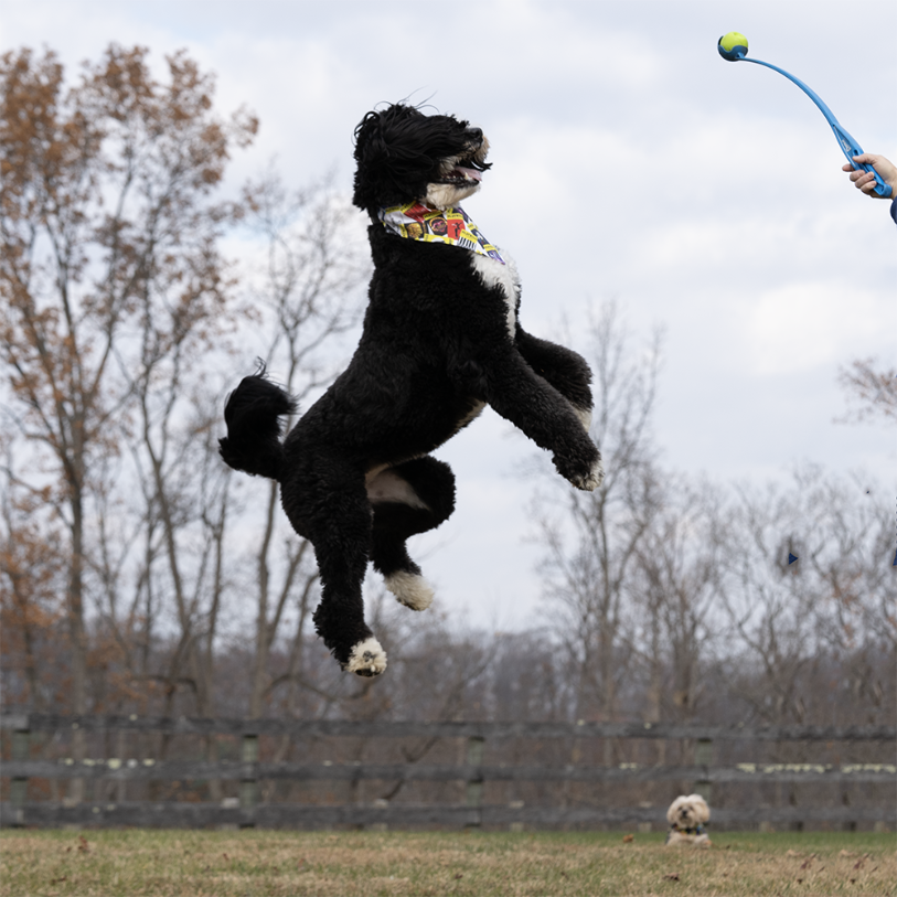 Playbill Pet Bandana
