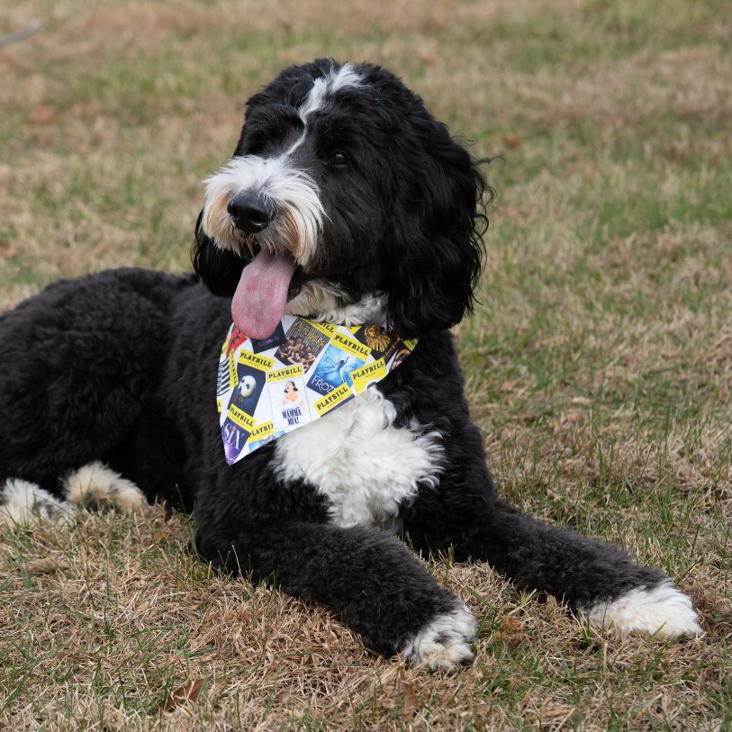 Playbill Pet Bandana