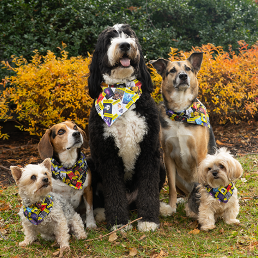 Playbill Pet Bandana