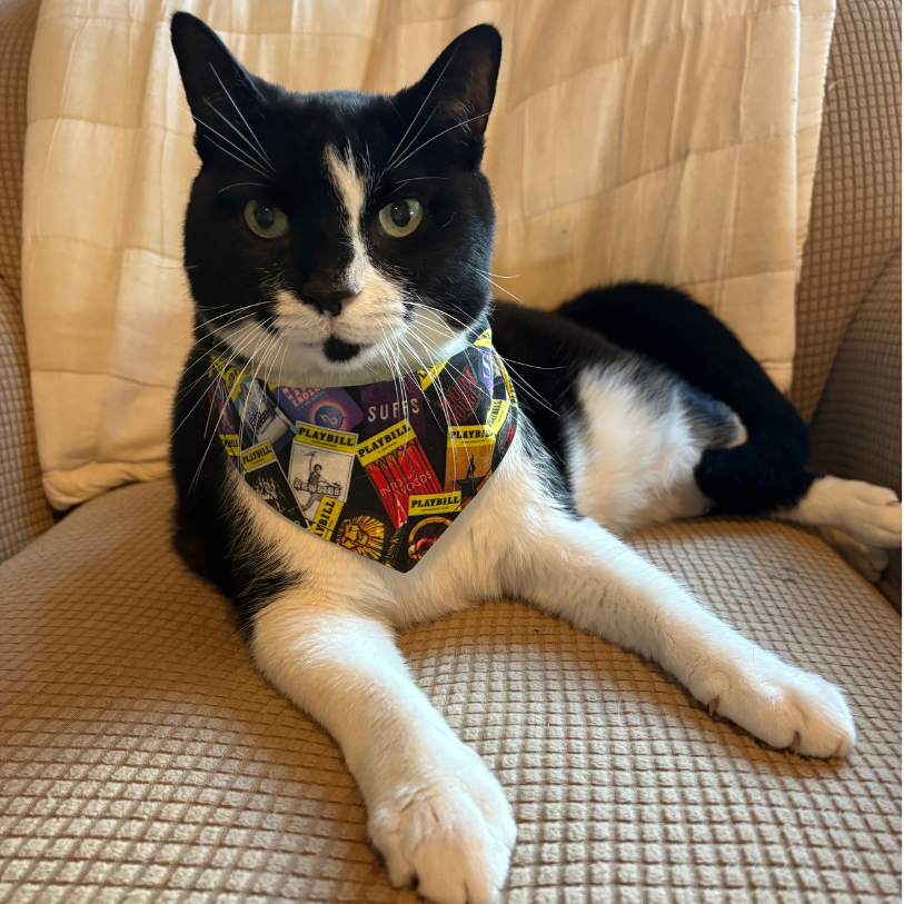 Playbill Cat Bandana - Choose a Pattern
