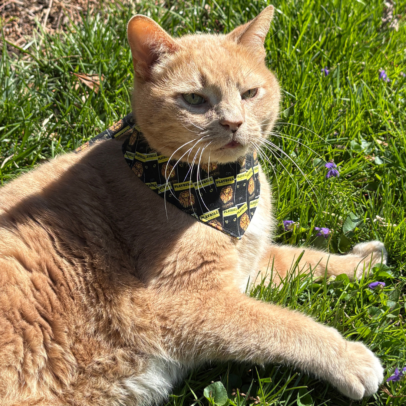 Playbill Pet Bandana