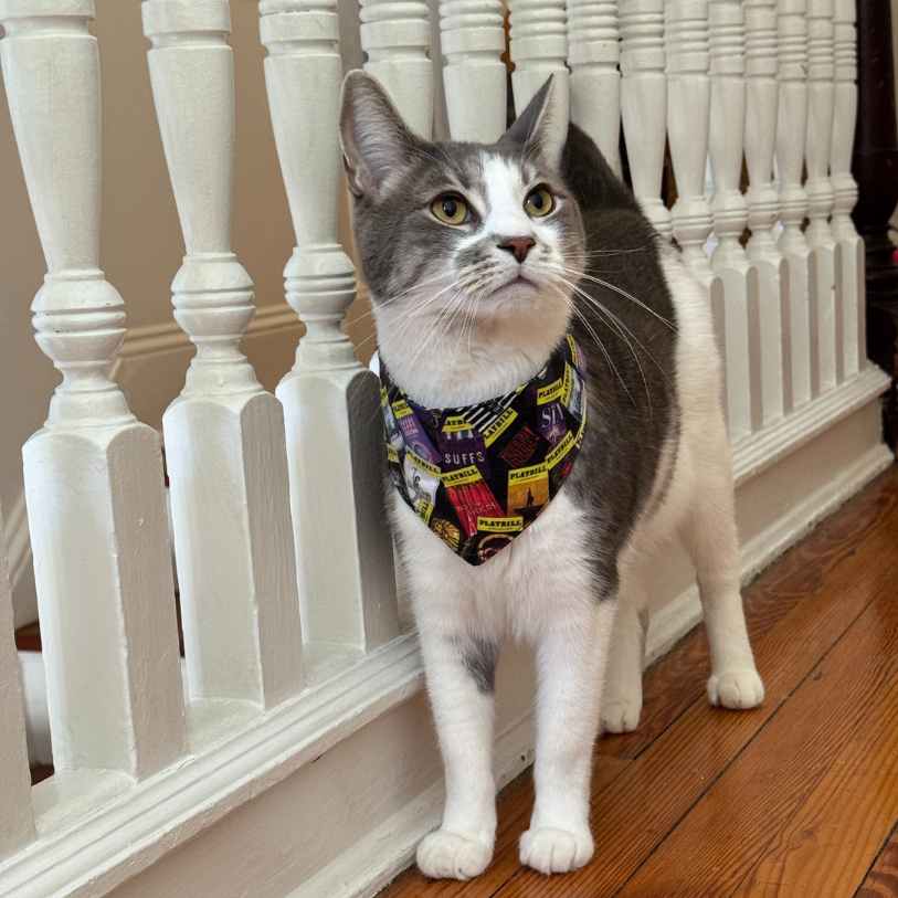 Playbill Cat Bandana - Choose a Pattern