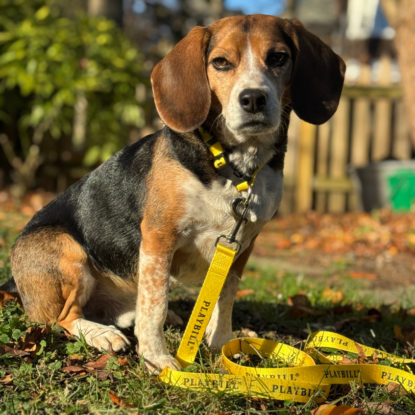Playbill Pet Collar & Leash Combo