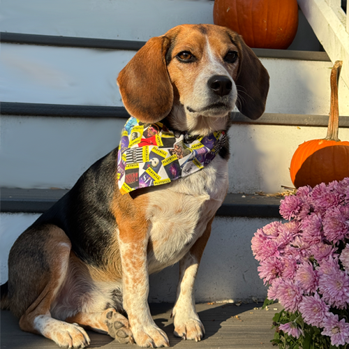 Playbill Pet Bandana