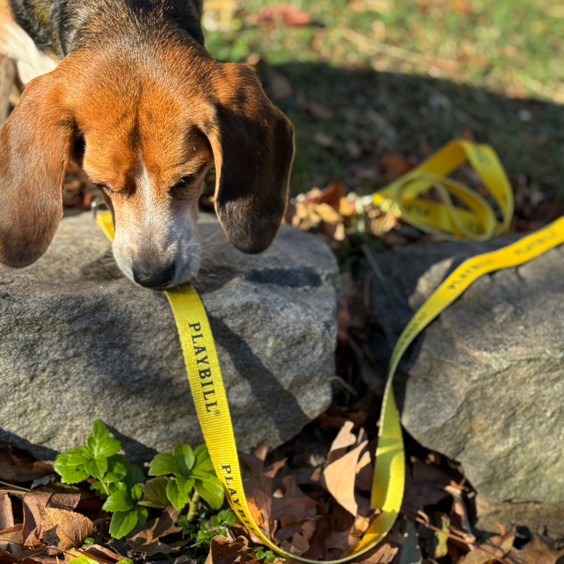 Playbill Pet Collar & Leash Combo