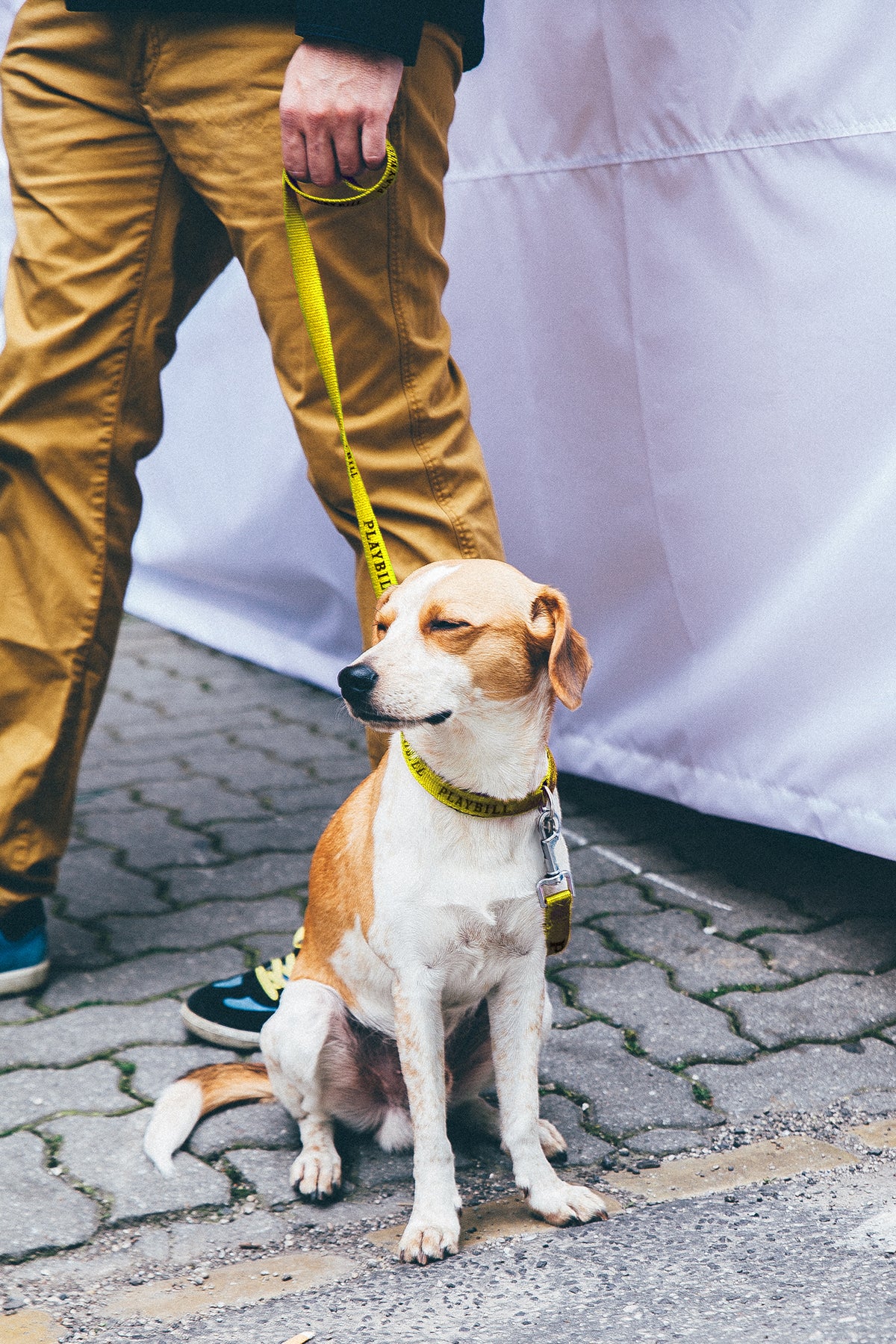 Playbill Pet Collar